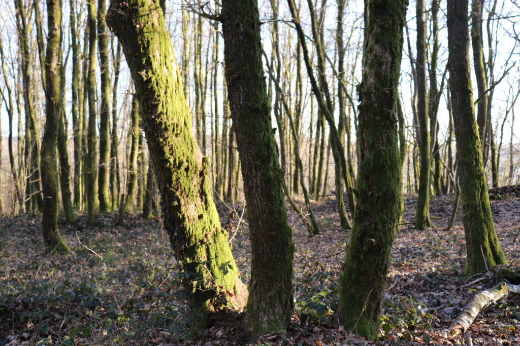 Paysage forestier dans le massif au printemps, tout proche de Bogny-sur-Meuse.
